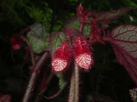 Image of Begonia baviensis Gagnep.