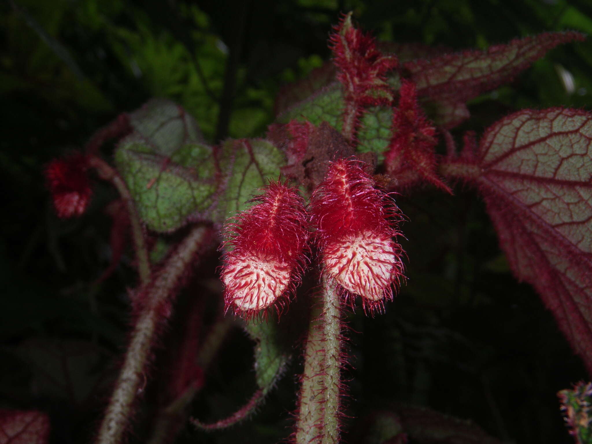 Слика од Begonia baviensis Gagnep.