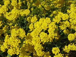 Image of Basket of Gold