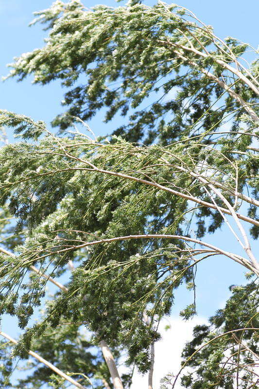 Image of Psoralea odoratissima Jacq.