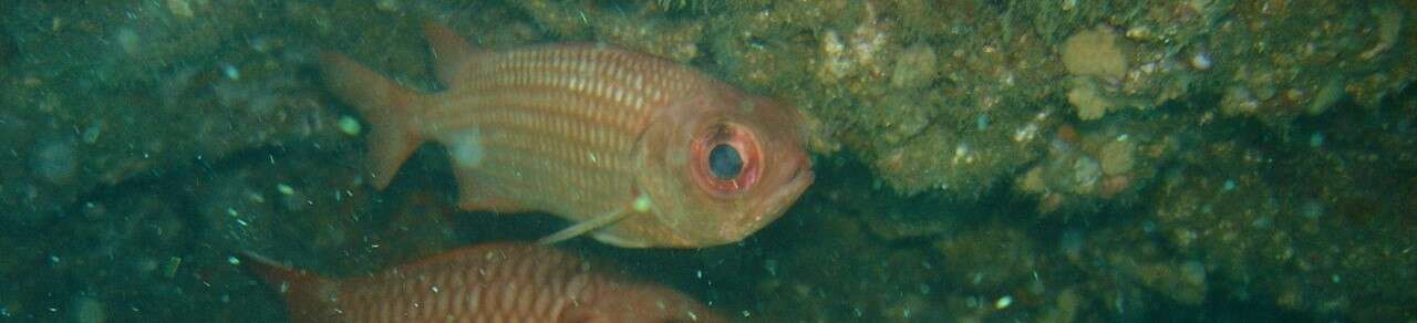 Image of Panamic soldierfish