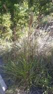 Image of Colombian bluestem