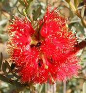 Image of Melaleuca fulgens R. Br.