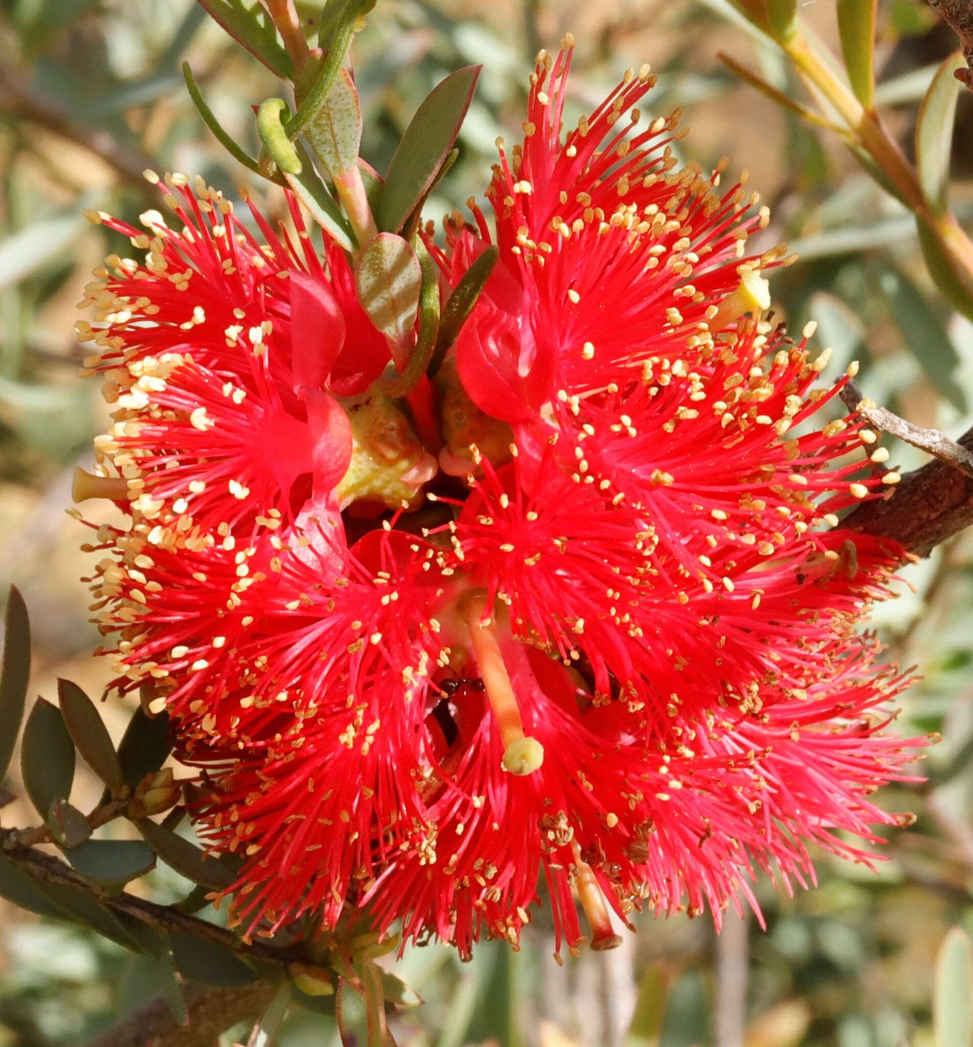 Image of Melaleuca fulgens R. Br.