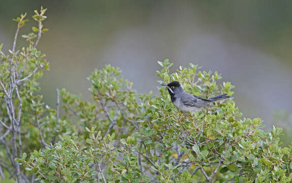 Image of Rüppell's Warbler