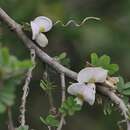 Image of Texas babybonnets