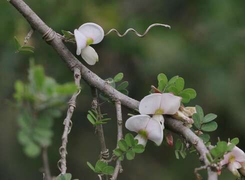 Coursetia axillaris J. M. Coult. & Rose的圖片