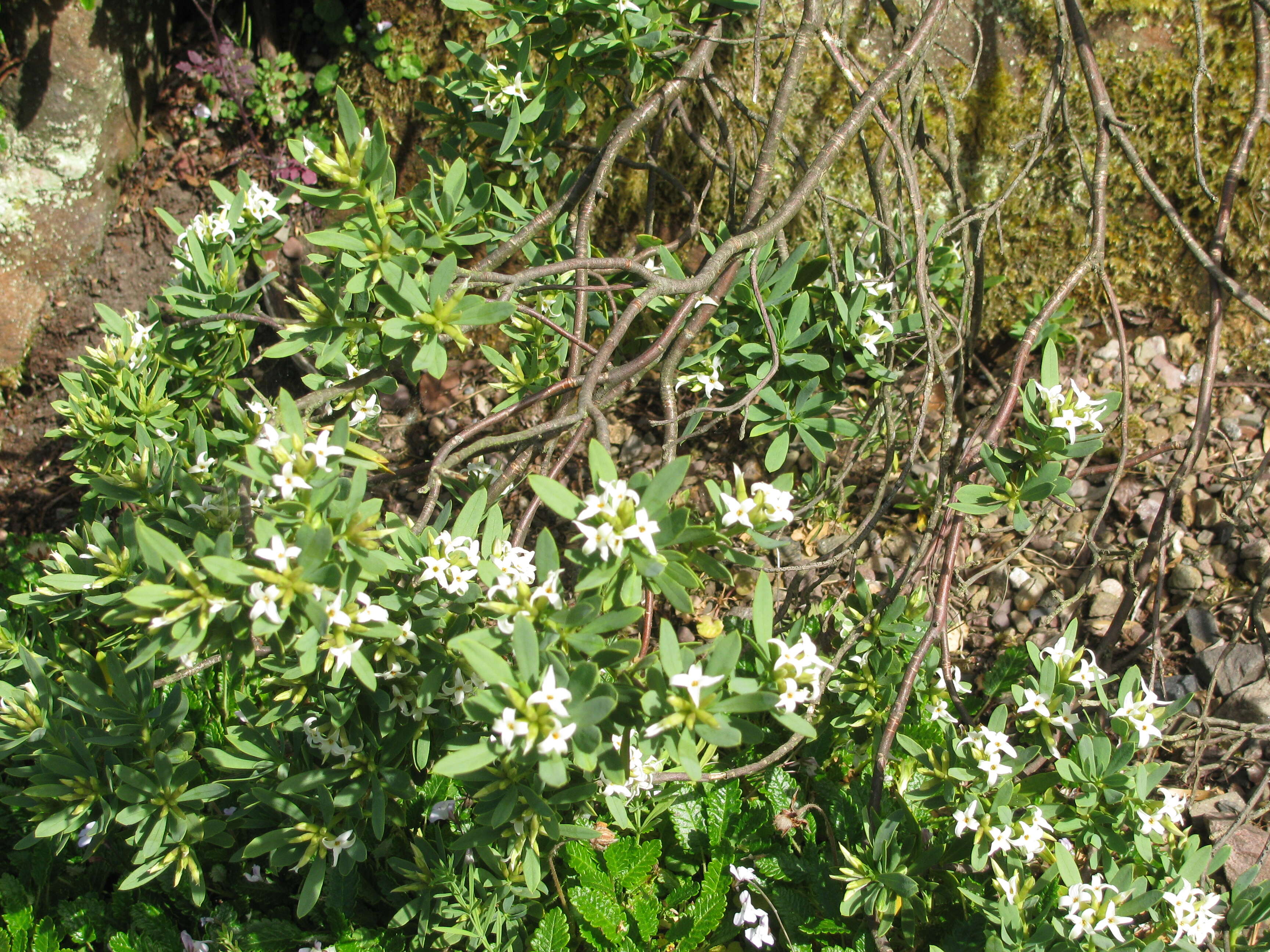 Image of Daphne gnidioides Jaub. & Spach