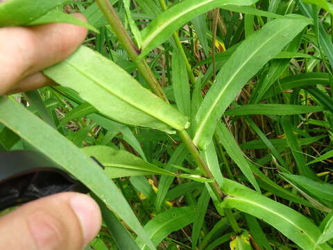 Image of purplestem aster