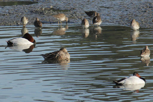 Image of Canvasback