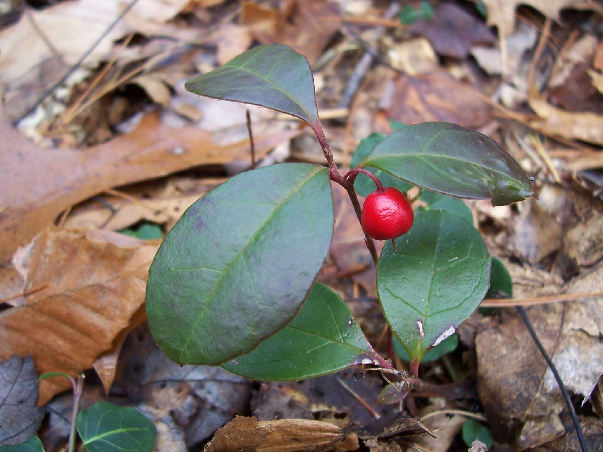 Image of eastern teaberry