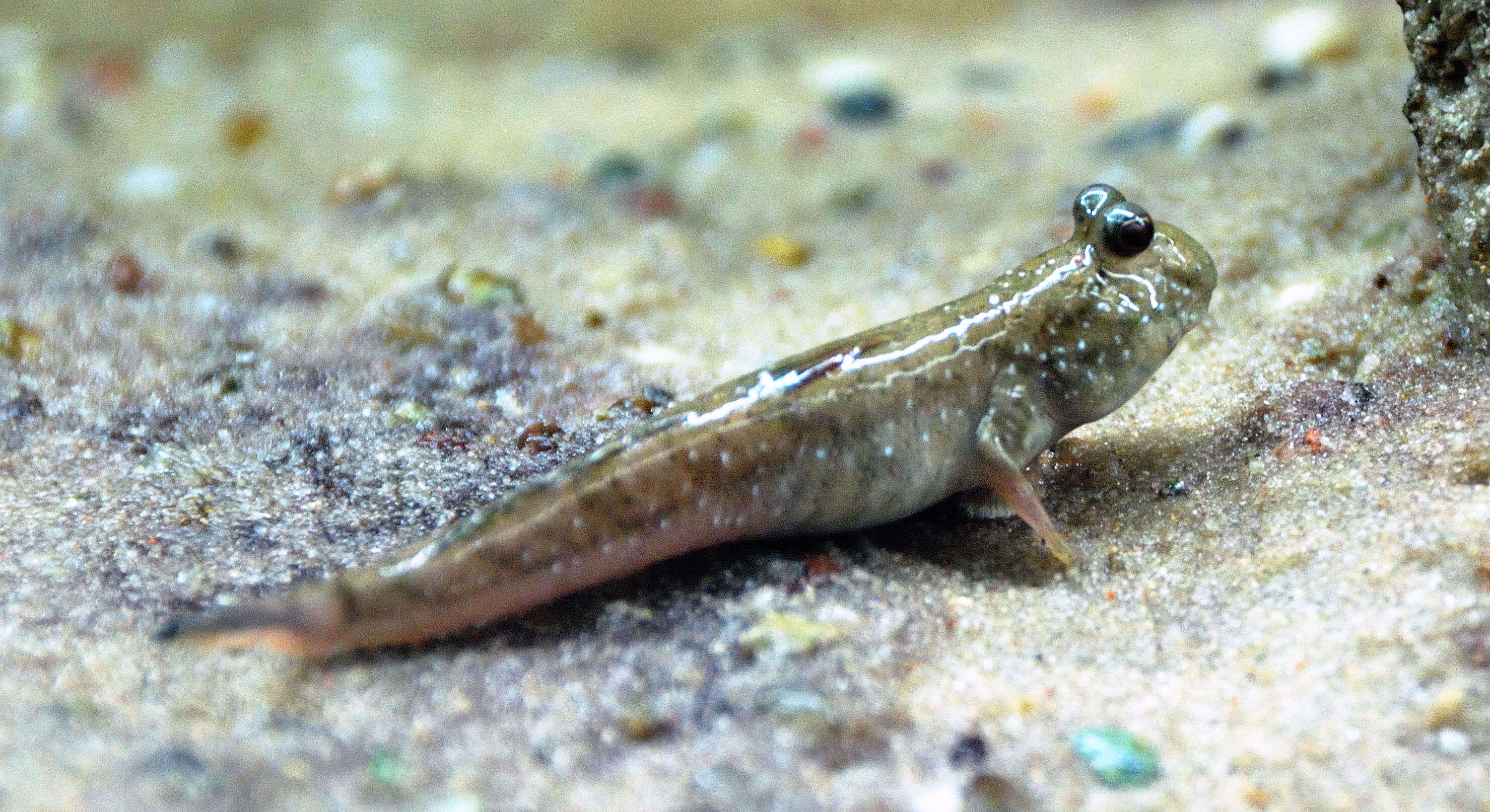 Image of Pearse's mudskipper