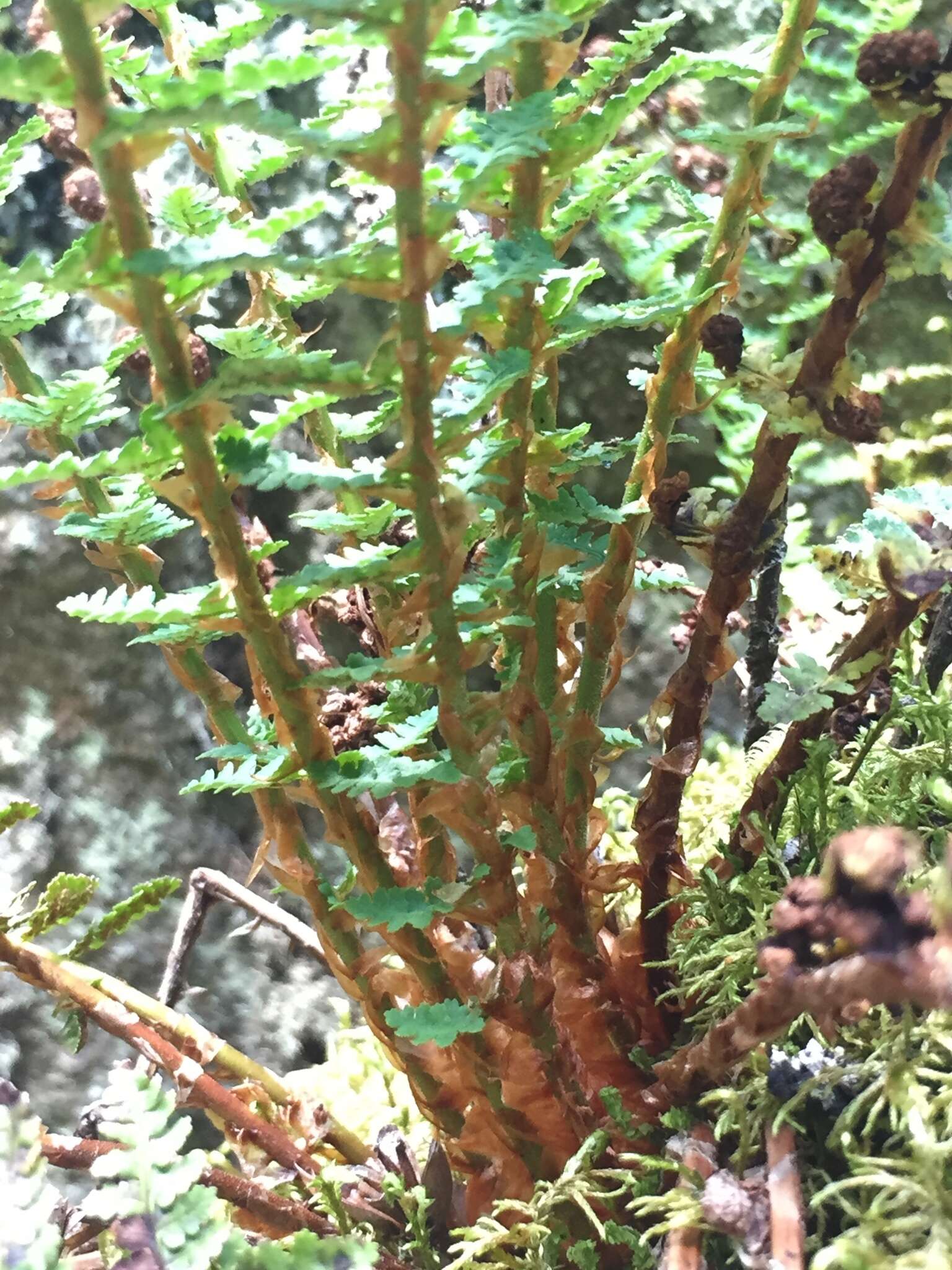 Image de Dryopteris fragrans (L.) Schott