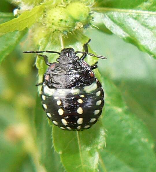 Image of Southern green stink bug