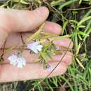 Image of Narrow-leaved Mint-bush