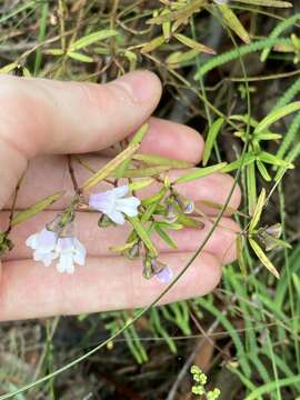 Image of Narrow-leaved Mint-bush