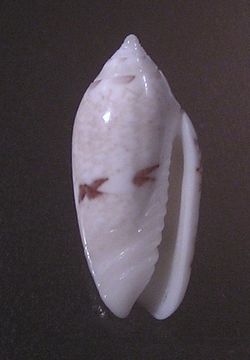 Image of <i>Oliva chrysoplecta</i> Tursch & Greifeneder 1989