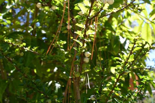 Image of Randia chiapensis Standl.