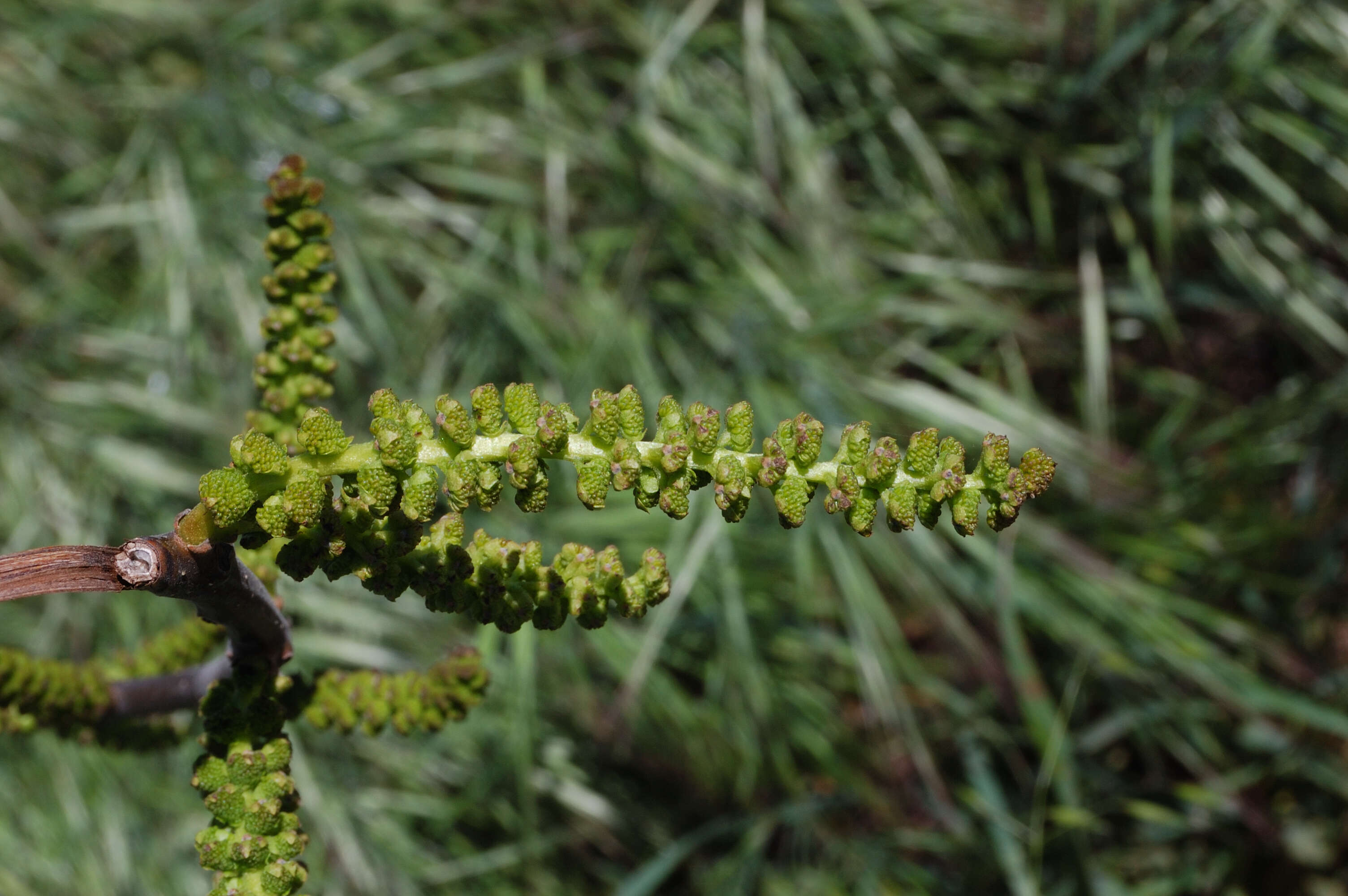 Image de Juglans californica S. Wats.