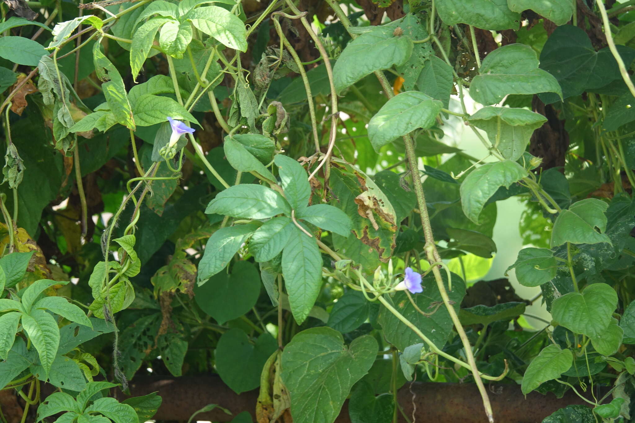 Image of Ipomoea parasitica (Kunth) G. Don