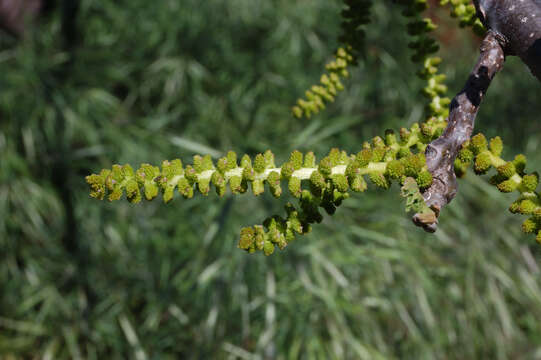 Image of Northern California Black Walnut