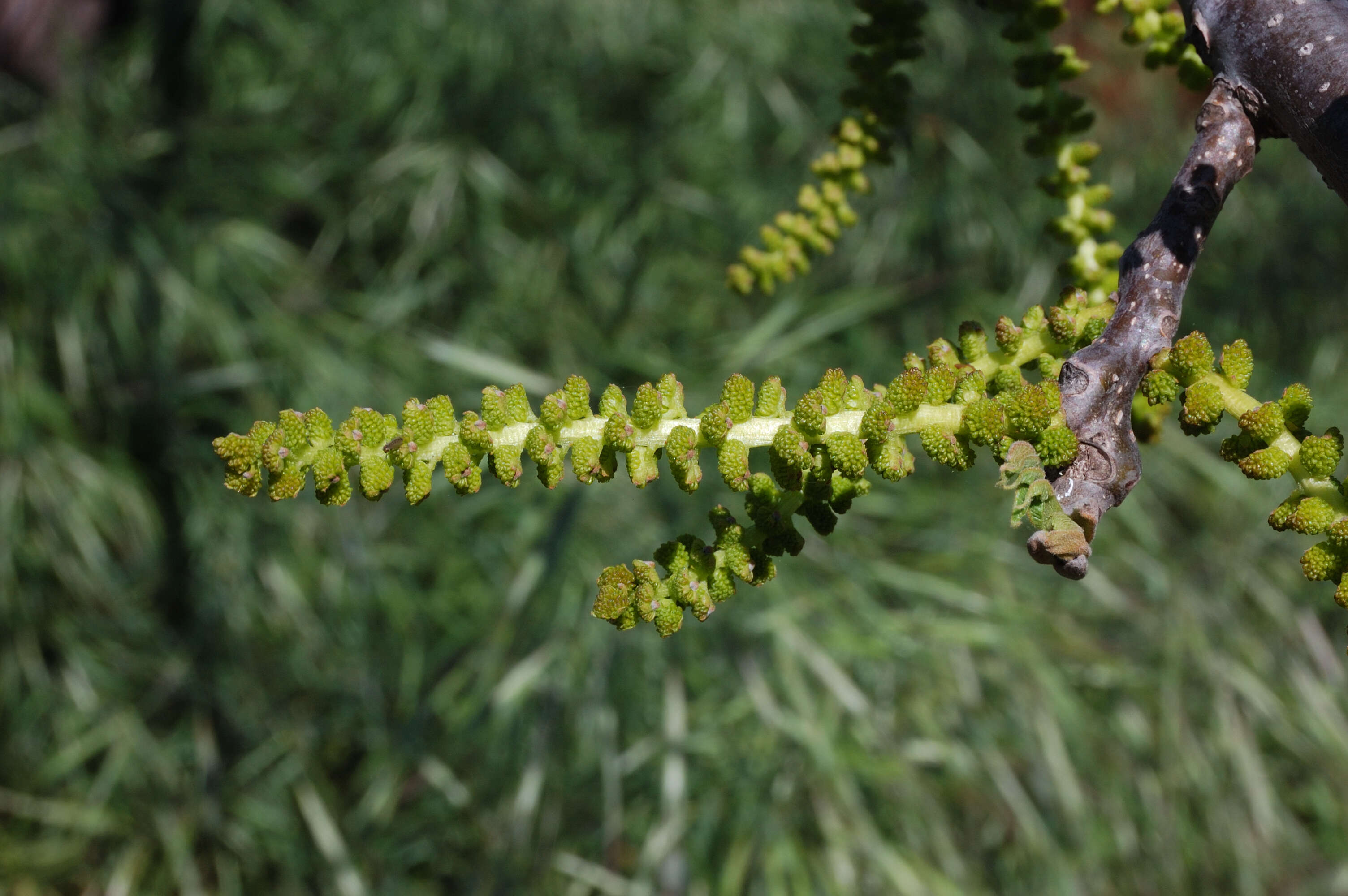 Image de Juglans californica S. Wats.