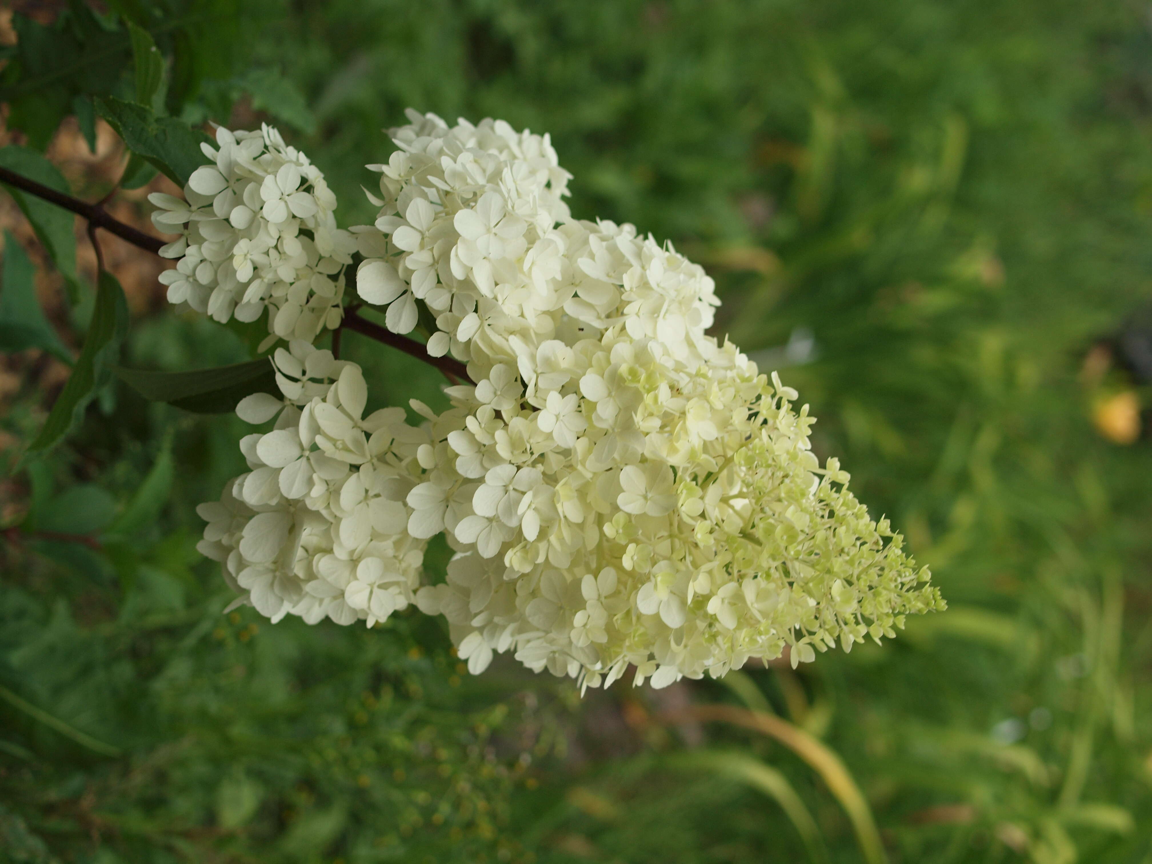 Image of panicled hydrangea