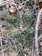 Image of Indigofera linifolia (L. fil.) Retz.