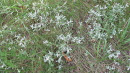 Image of Snow-in-summer