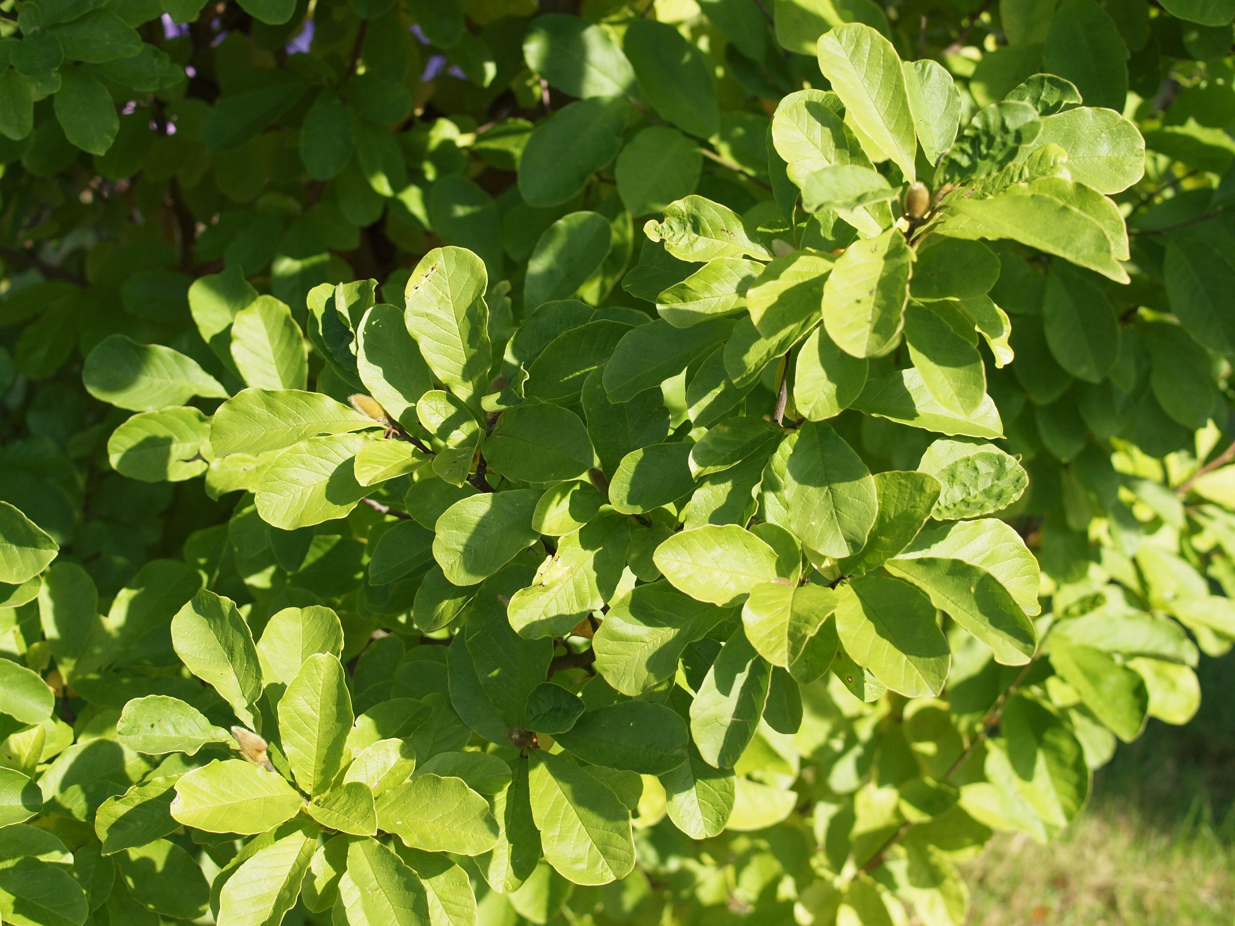 Imagem de Magnolia salicifolia (Siebold & Zucc.) Maxim.