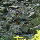 Image of Orange-crowned Oriole