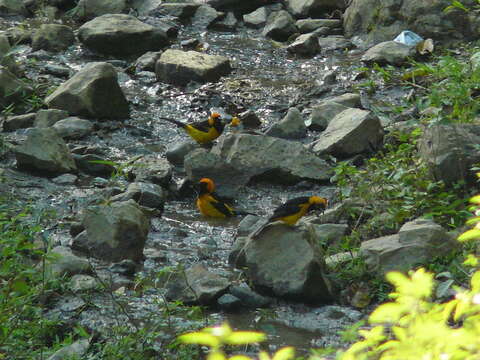 Image of Orange-crowned Oriole