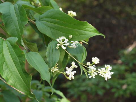 Image de Heptacodium