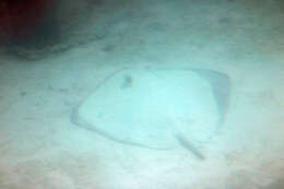 Image of Pink Whipray