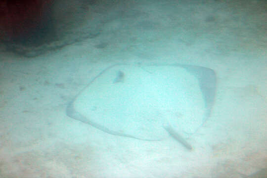 Image of Pink Whipray