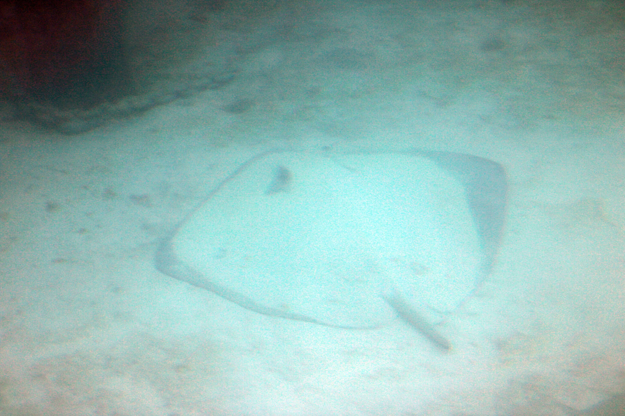 Image of Pink Whipray