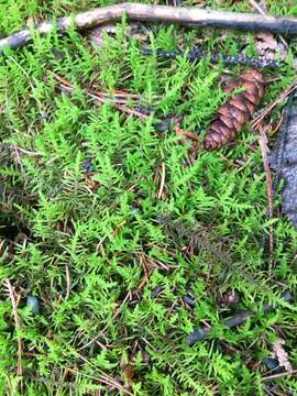 Image of Wiry Fern Moss