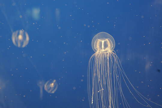 Image of Sea nettle