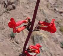 Image de Penstemon superbus A. Nels.