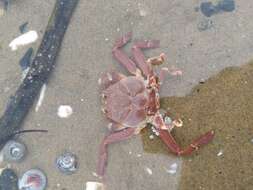 Image of Granulated mask crab