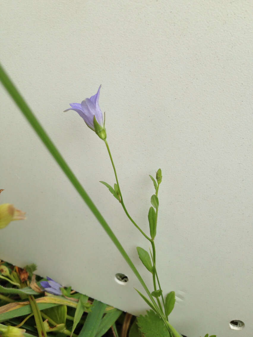 Campanula californica (Kellogg) A. Heller resmi