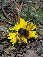 Image of Bombus funebris Smith 1854