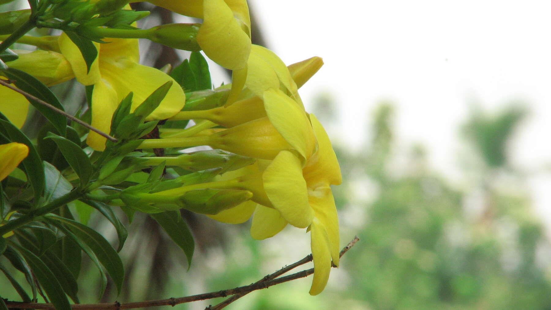 Image of golden trumpet