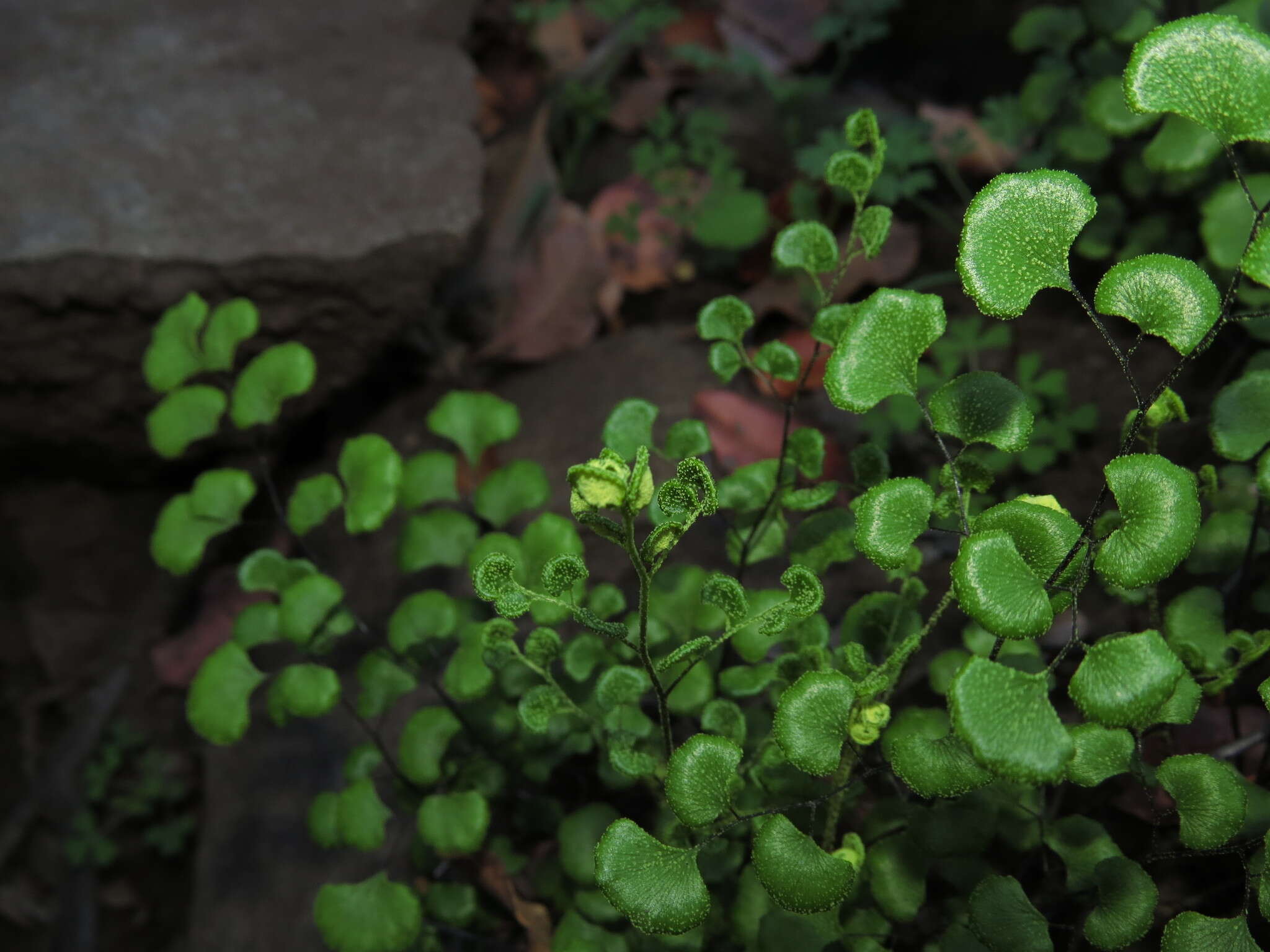 Adiantum chilense var. sulphureum (Kaulf.) Giudice的圖片