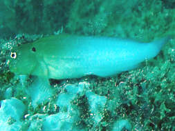 Image of Black-spot eye-lash blenny