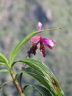 Image of Sobralia dichotoma Ruiz & Pav.