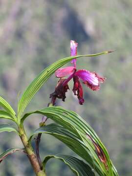 Image of Sobralia dichotoma Ruiz & Pav.