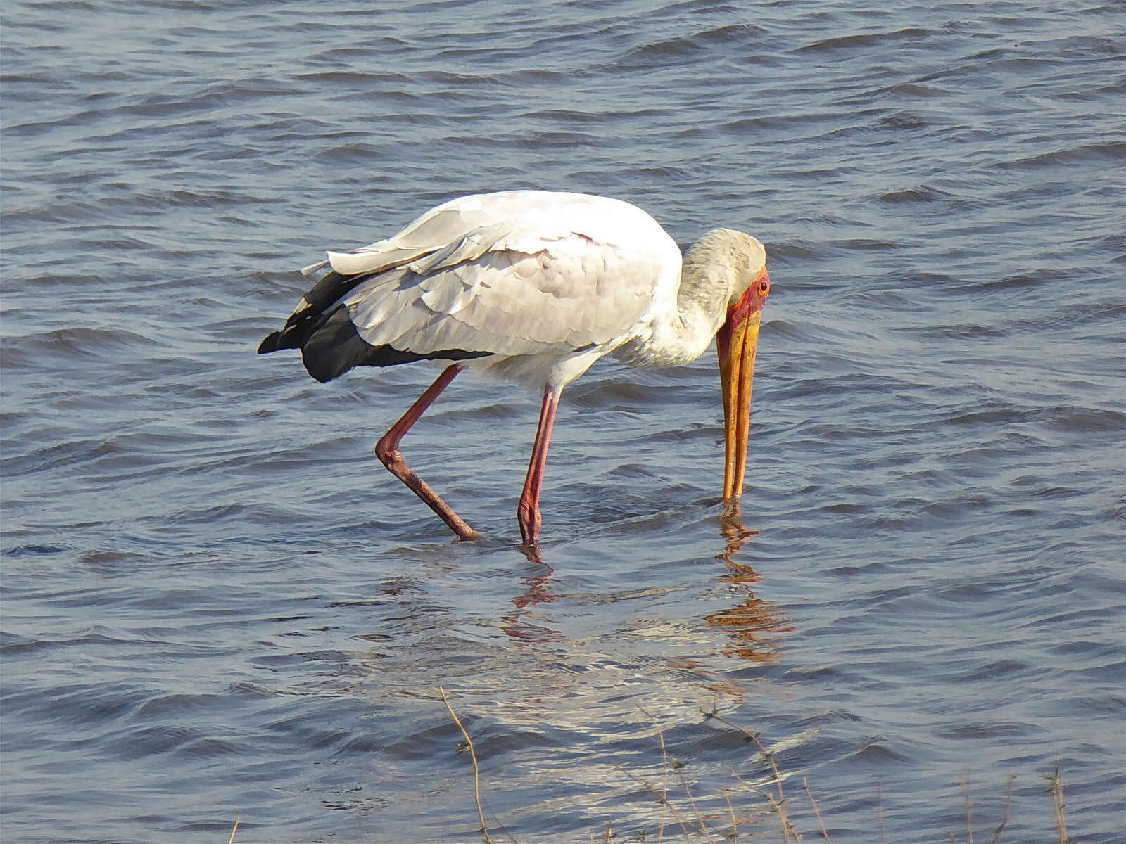 Image of Yellow-billed Stork