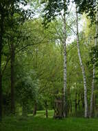 Image of Common Birch