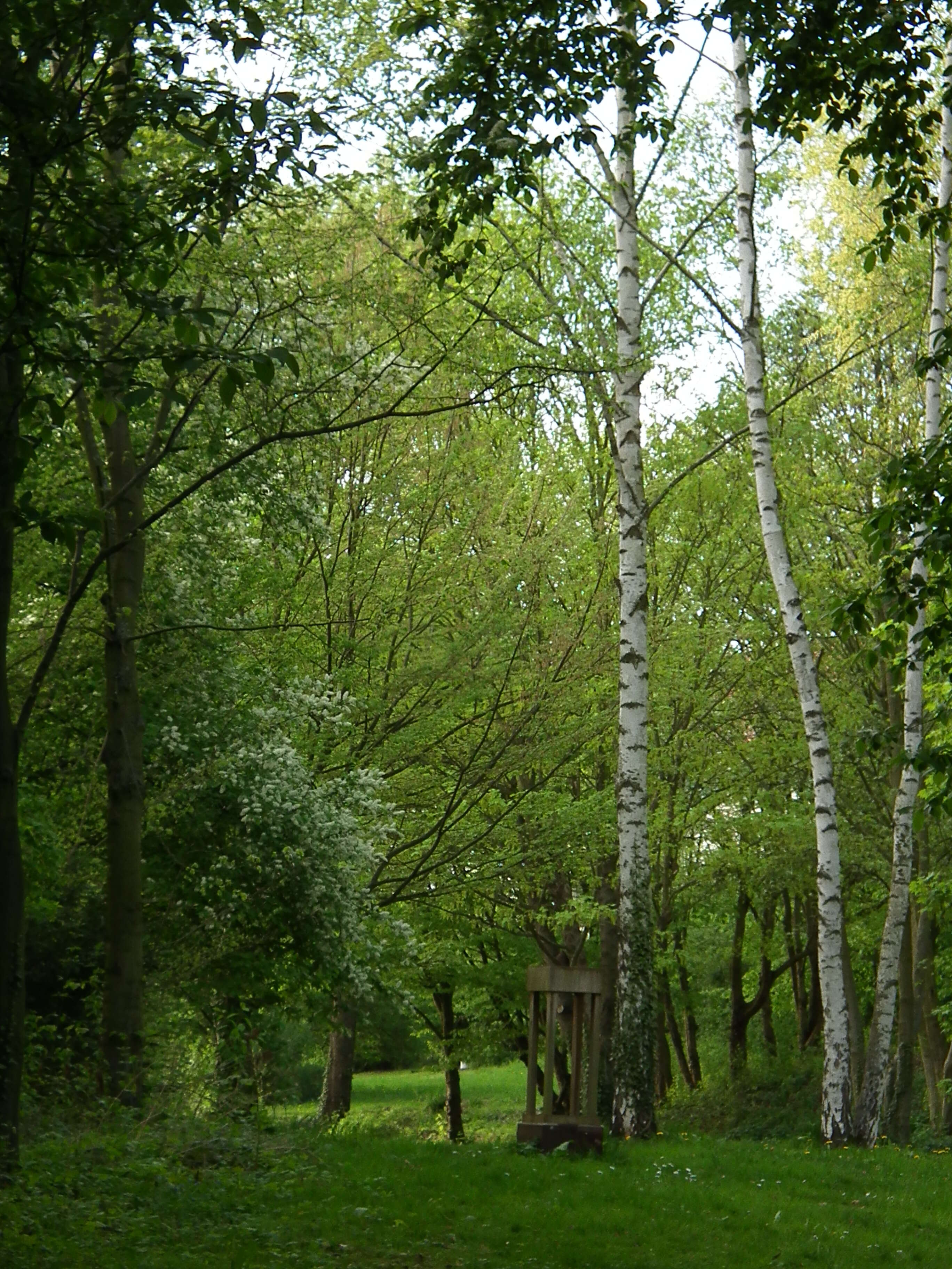 Image of Common Birch